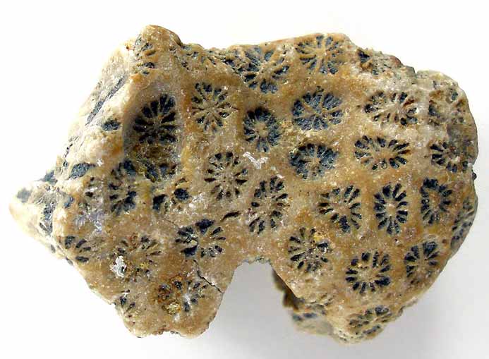 ichnofossile: biorosion de corail fossile du jurassique Boulonnais